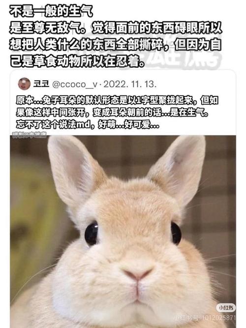 地狱兔突然火了是怎么回事？原来是因为这个神秘事件！