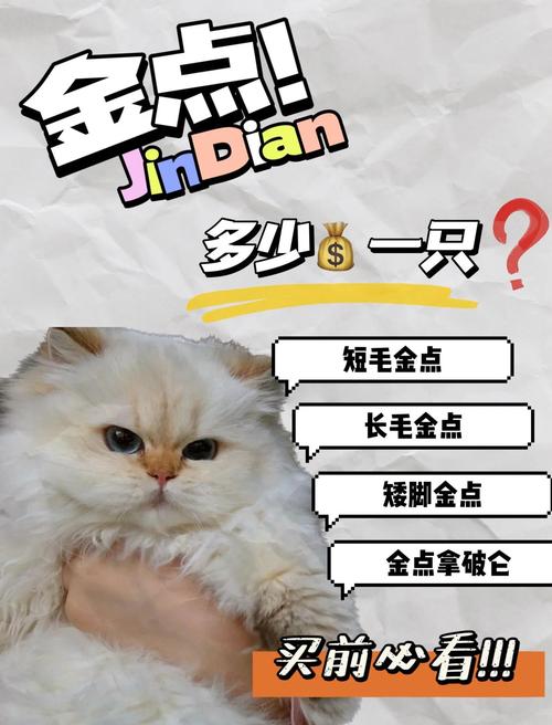 抓钱猫一天能赚多少钱？高收入玩家分享独家秘籍！
