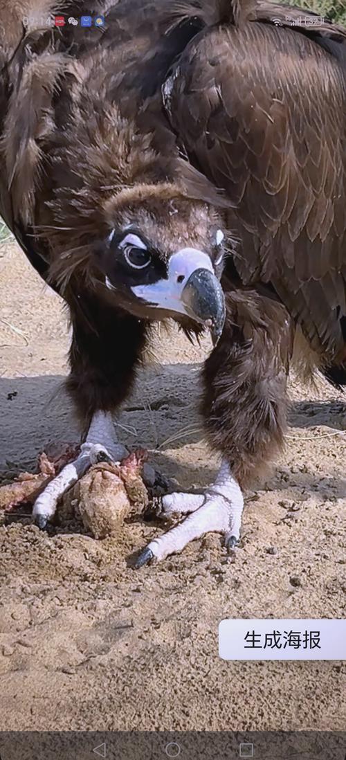 如何防范食人的大鹫？这几招一定要掌握！