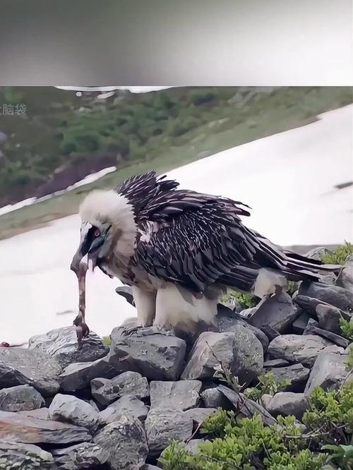 如何防范食人的大鹫？这几招一定要掌握！
