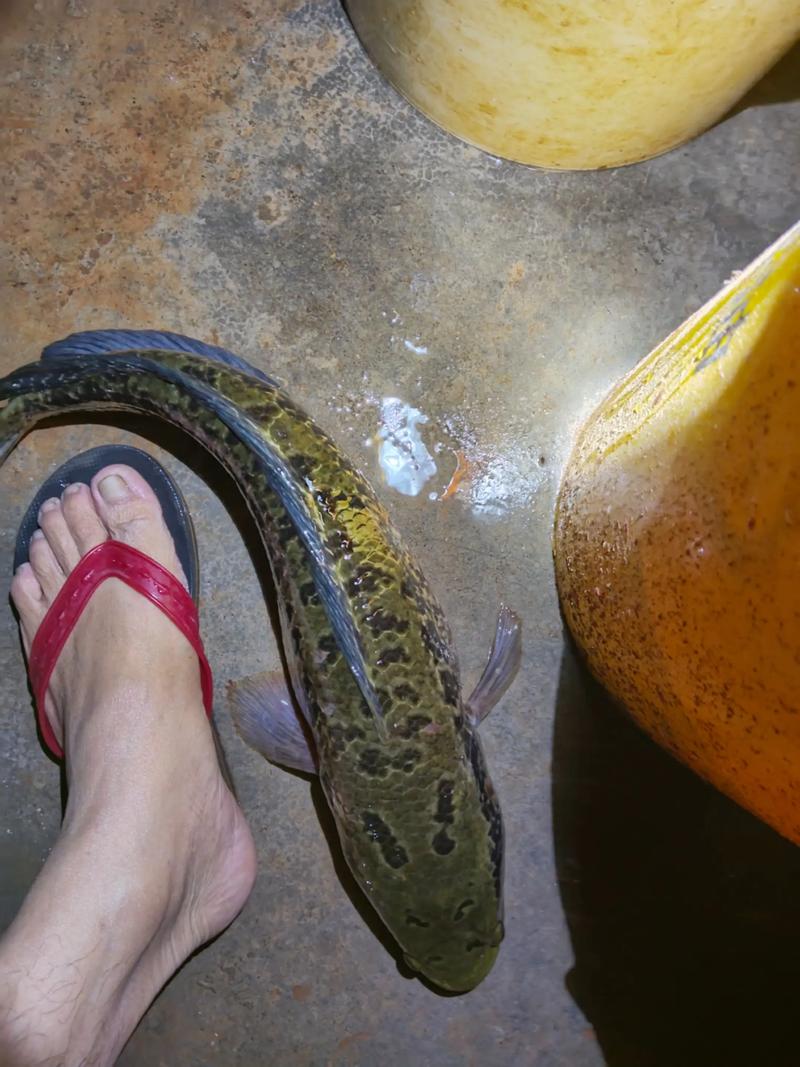 野生火鳞鳝鱼哪里可以买到？认准这几个正规渠道！