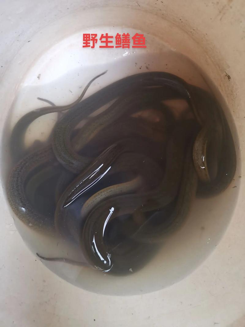 野生火鳞鳝鱼哪里可以买到？认准这几个正规渠道！