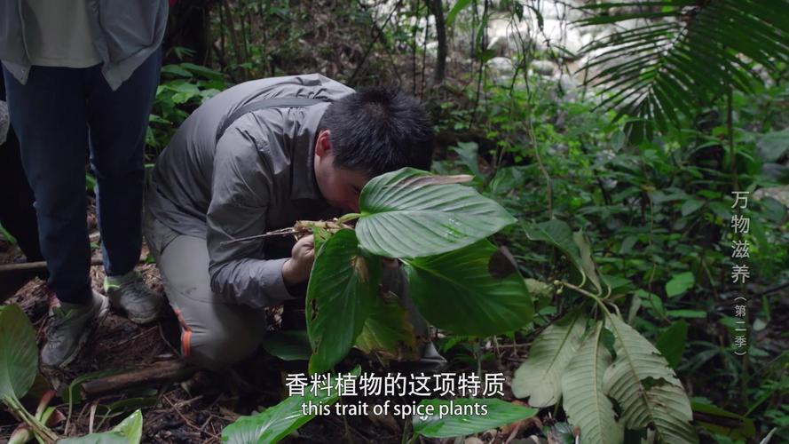 森林2价格是多少？各大平台购买渠道和价格对比！