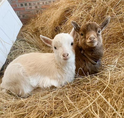 我的牧场里养什么动物最值钱？高收益动物推荐清单！