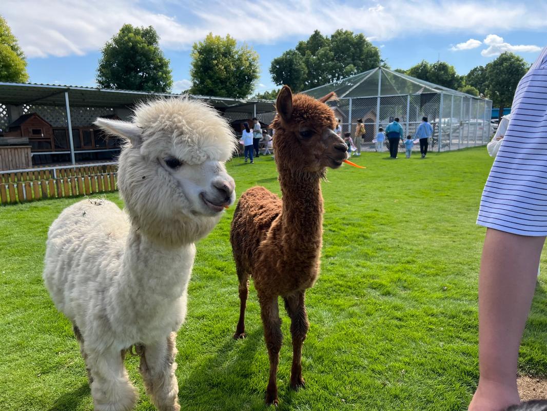 我的牧场里养什么动物最值钱？高收益动物推荐清单！
