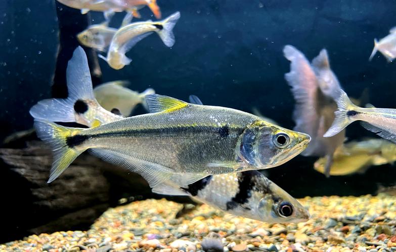 贪食鱼到底能不能养？新手养它需要注意这几点！