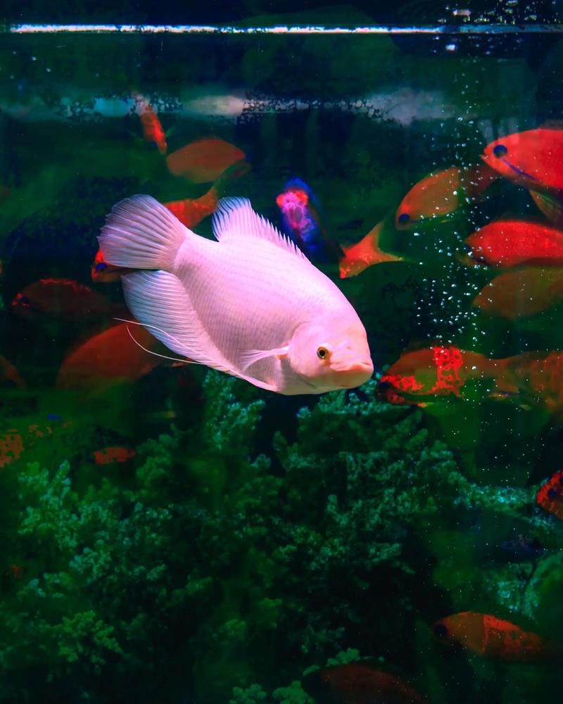 贪食鱼到底能不能养？新手养它需要注意这几点！