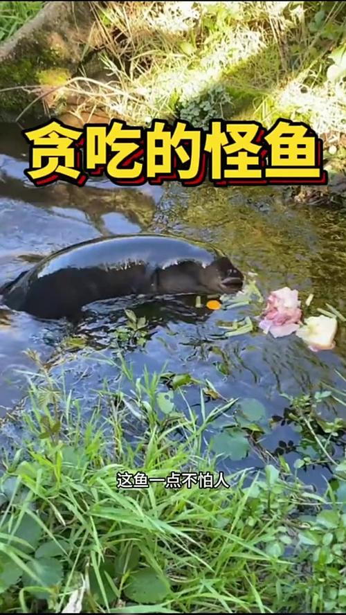 贪食鱼到底能不能养？新手养它需要注意这几点！