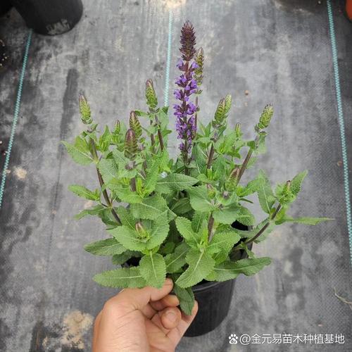 天心花在哪里可以买到正品？内行人推荐这3个靠谱渠道！