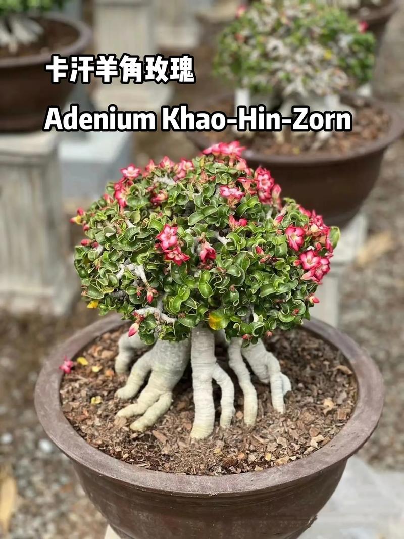 天心花在哪里可以买到正品？内行人推荐这3个靠谱渠道！