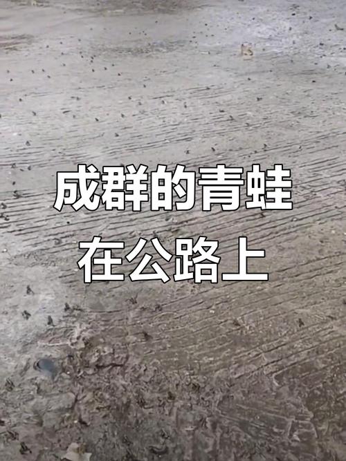 青蛙过马路现象咋回事？背后原因值得探讨！