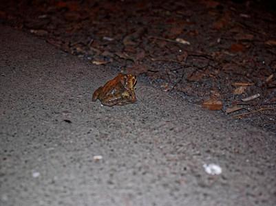 青蛙过马路现象咋回事？背后原因值得探讨！