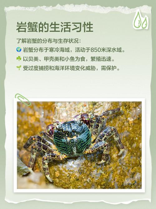 熔岩蟹有什么用？它的稀有材料价值远超想象！