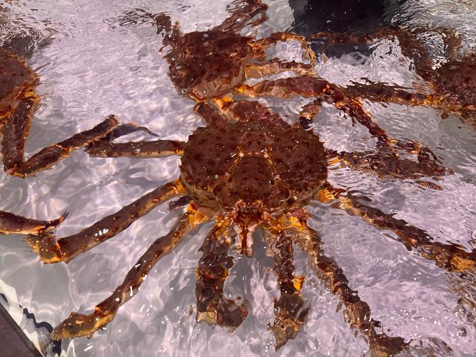 熔岩蟹有什么用？它的稀有材料价值远超想象！