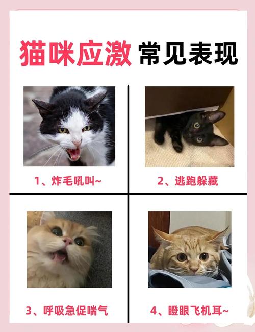 一跃猫使用中遇到问题怎么办？常见问题解答看这里解决！