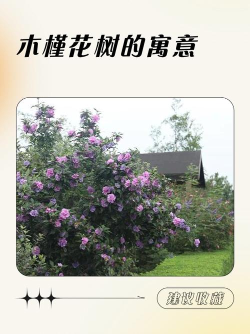 花与树有哪些浪漫寓意？看完这篇你就懂了！