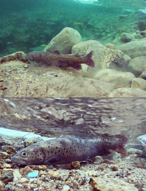 阳鳞鲑鱼的价格贵吗？市场最新价格表帮你做参考！