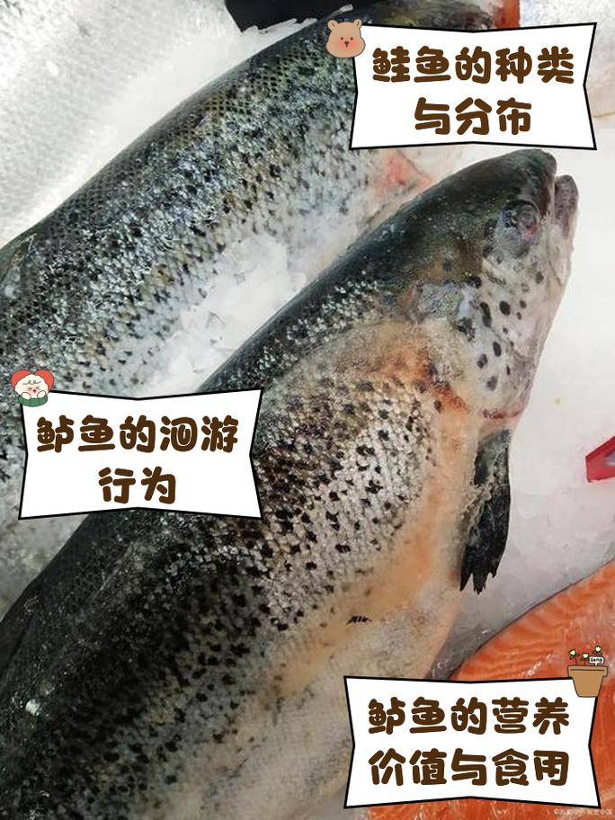 阳鳞鲑鱼的价格贵吗？市场最新价格表帮你做参考！