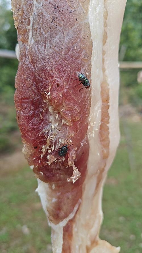 为什么最近都在讨论蛆虫音?揭秘它突然爆火的原因!