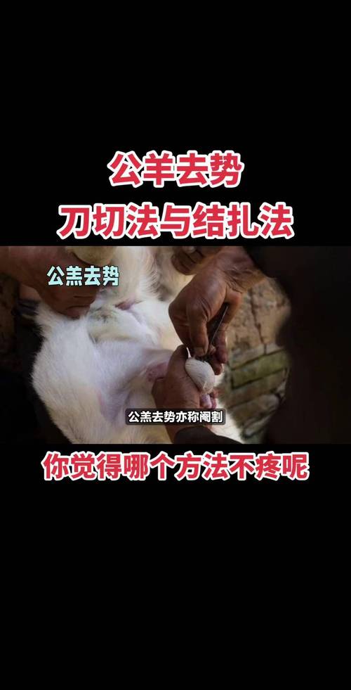 狩猎塔布羊怎么做？5个技巧快速上手不迷路！