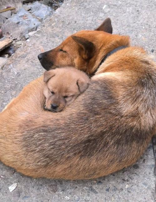 双头犬真的存在吗？揭秘这种罕见的变异生物及其生存状态！