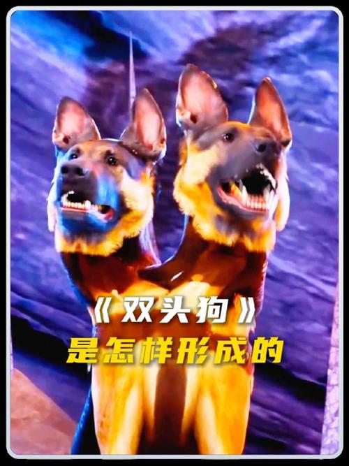 双头犬真的存在吗？揭秘这种罕见的变异生物及其生存状态！