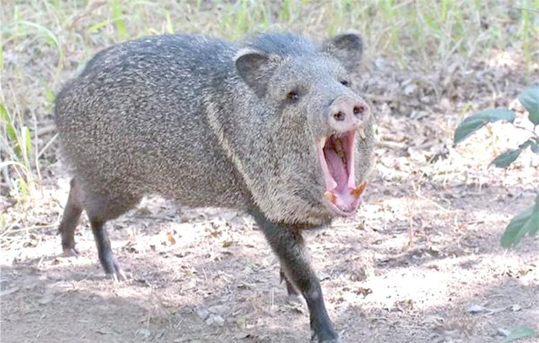 领西猯是保护动物吗？饲养前要注意这些规定！