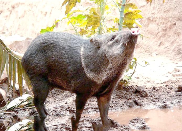 领西猯是保护动物吗？饲养前要注意这些规定！