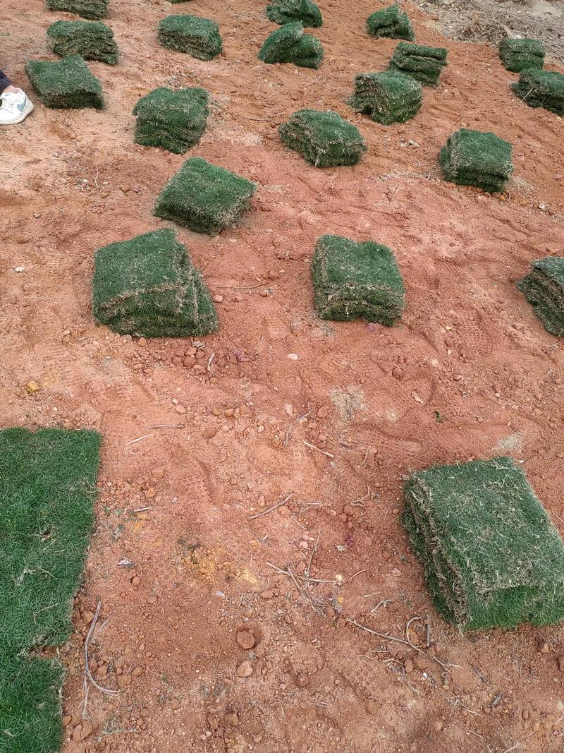 草坪卷怎么铺设最简单？3分钟快速搞定不返工！