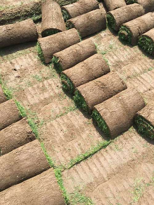 草坪卷怎么铺设最简单？3分钟快速搞定不返工！