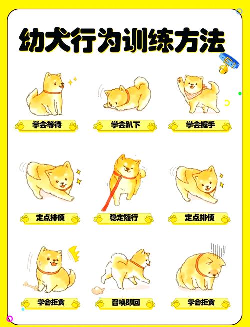 如何训练你的狗宝贝听话?3个简单有效的方法立刻见效!