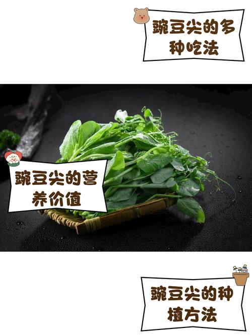 豌豆帮到底是做什么的？一句话说清楚它的核心功能定位！