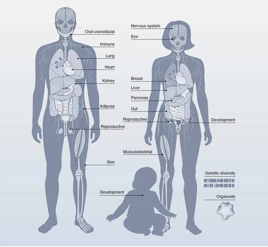 谷歌人体项目现在怎么样了？深度解析它对医学教育的贡献！