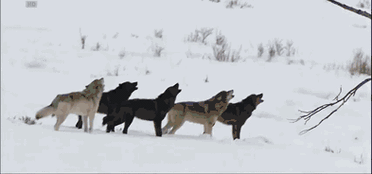 狼群社区现在还能用吗？教你用这招快速搜索找到它！