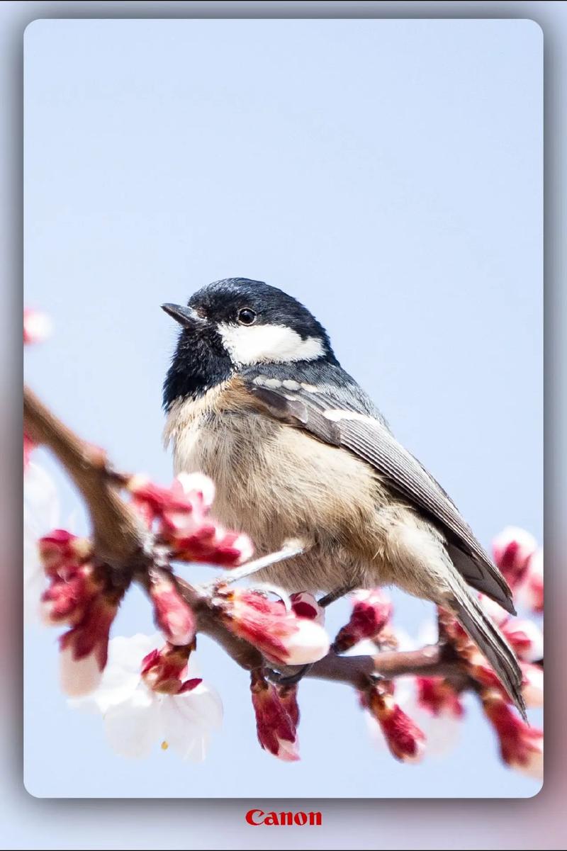 苹果手机的灵动鸟功能真的好用吗？看完用户评价再决定！