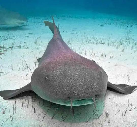 护士鲨会不会咬人？了解它的性情和潜在危险！