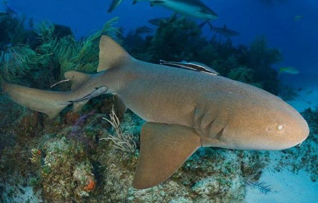 护士鲨会不会咬人？了解它的性情和潜在危险！