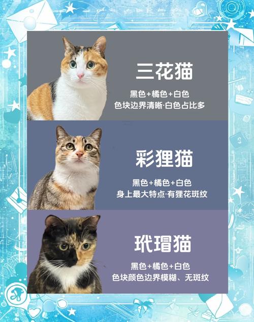淘宝猫咪有哪些品种最受欢迎？帮你选出最可爱的！