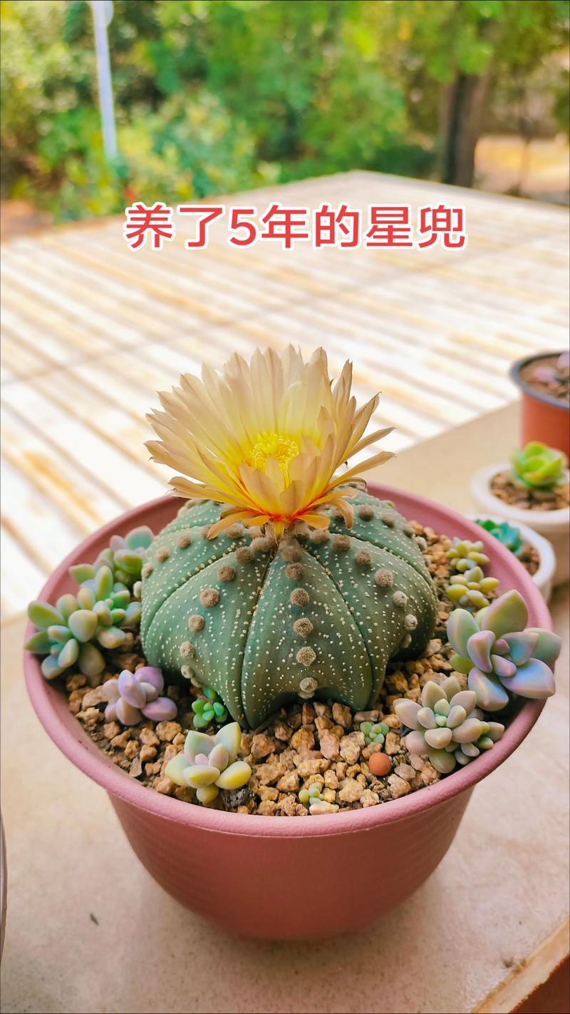 仙人兜怎么养才不会徒长?新手养护的几个关键点!