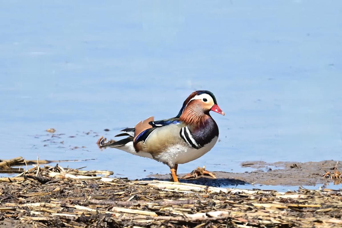 泥融飞燕子沙暖睡鸳鸯时节谜底是啥(答案是春攻略分享)