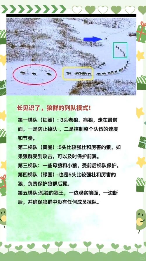 狼队好玩吗？新手必看玩法攻略与优缺点解析！