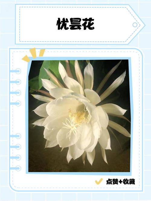 忧昙花到底真的存在吗?专家深度解析帮你揭秘!