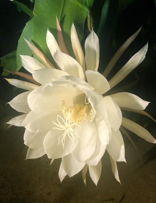 忧昙花到底真的存在吗？专家深度解析帮你揭秘！