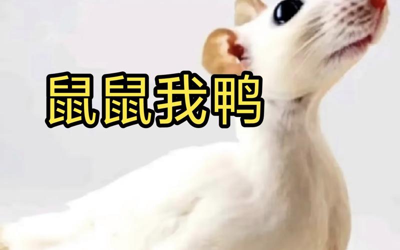 鼠鼠我鸭梗是从哪里火起来的？揭秘这个网络流行语的诞生过程！