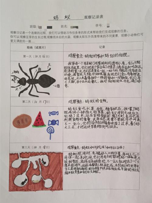 如何在家里观察蚂蚁军团？教你搭建一个迷你蚂蚁王国！