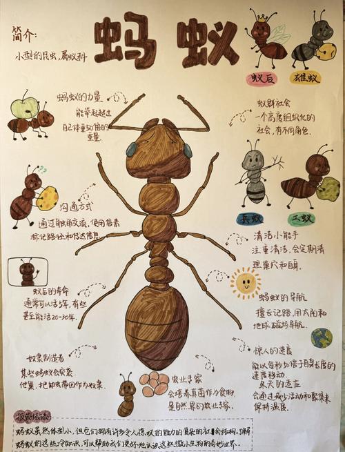 如何在家里观察蚂蚁军团？教你搭建一个迷你蚂蚁王国！
