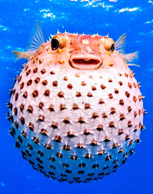 海里属于真正鱼的动物怎么分？(实例解析真实海洋鱼类特征)