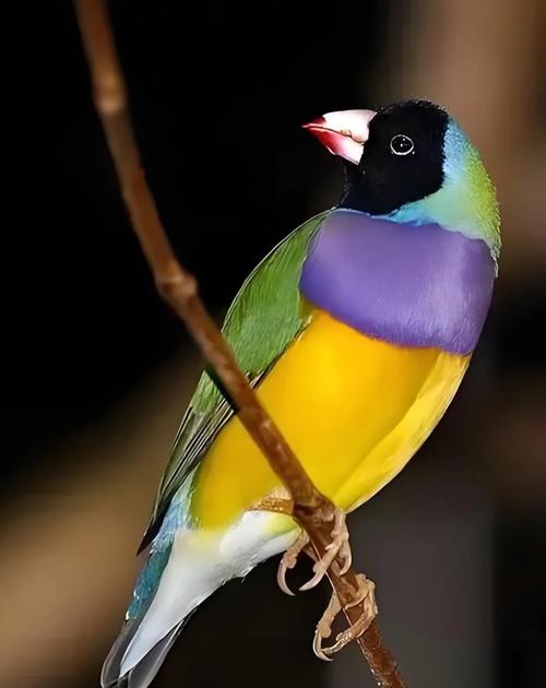 想看七色鸟去哪里找？这几个地方或许能见到真容！