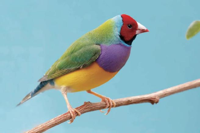 想看七色鸟去哪里找？这几个地方或许能见到真容！