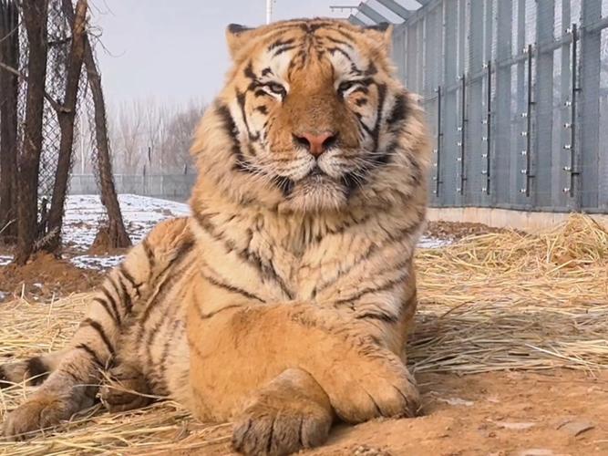 老虎地图包优点有哪些？省钱便捷的三个理由！